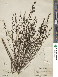Agalinis fasciculata image