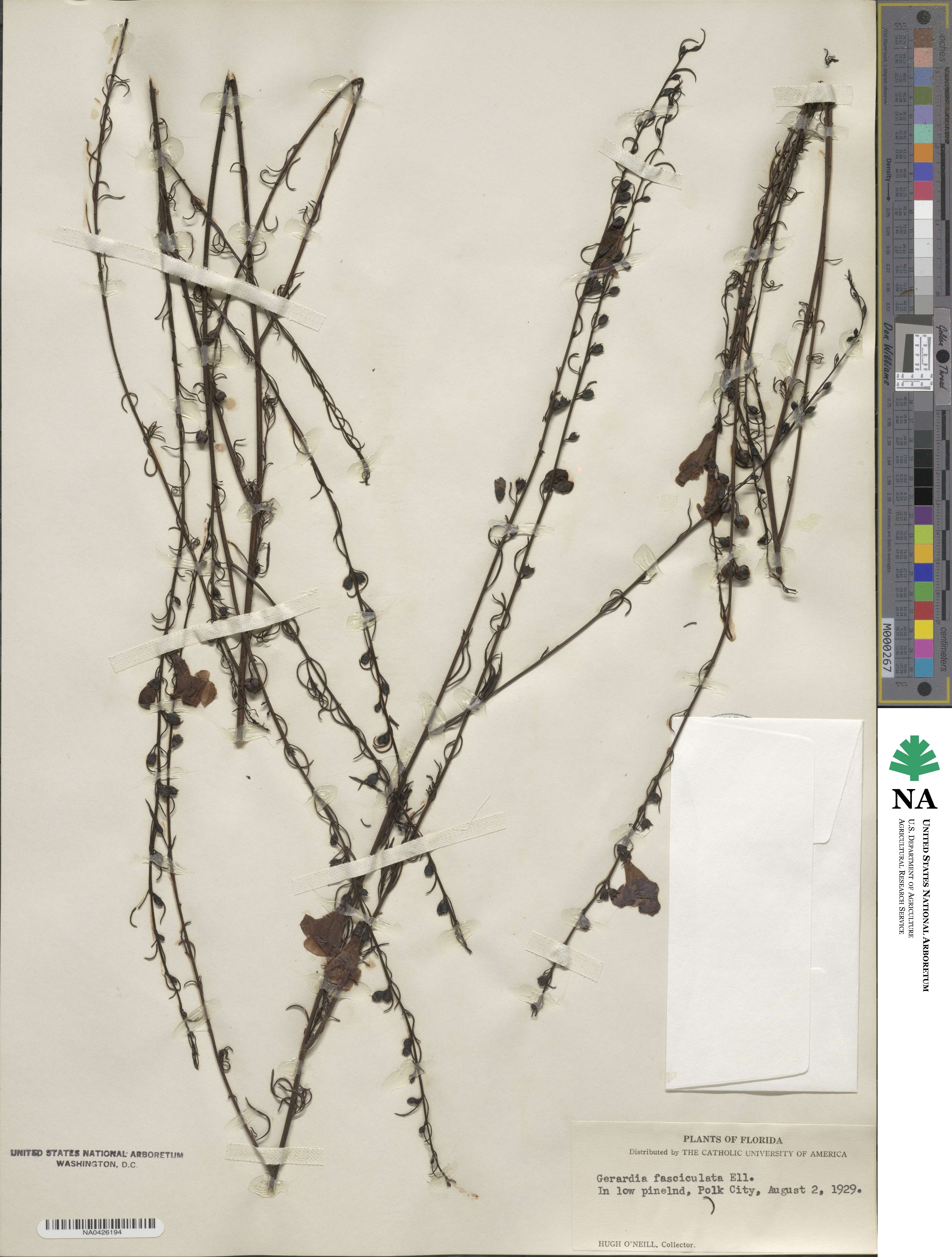 Agalinis fasciculata image