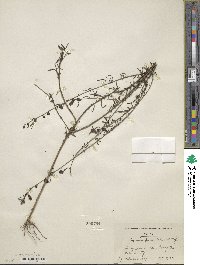 Agalinis fasciculata image