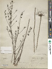 Agalinis fasciculata image