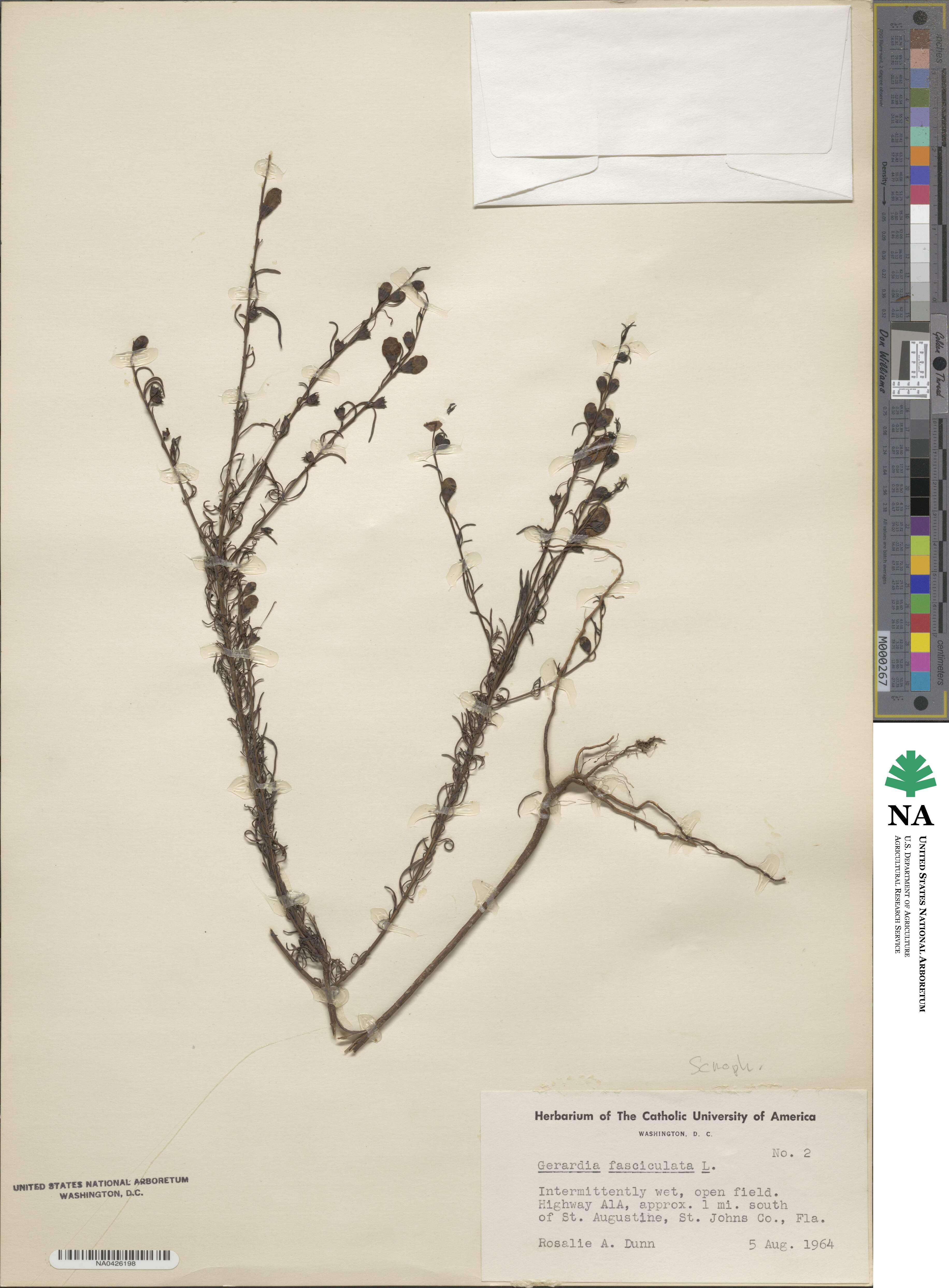 Agalinis fasciculata image