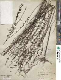 Agalinis fasciculata image