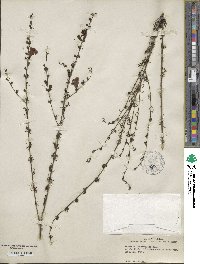 Agalinis fasciculata image