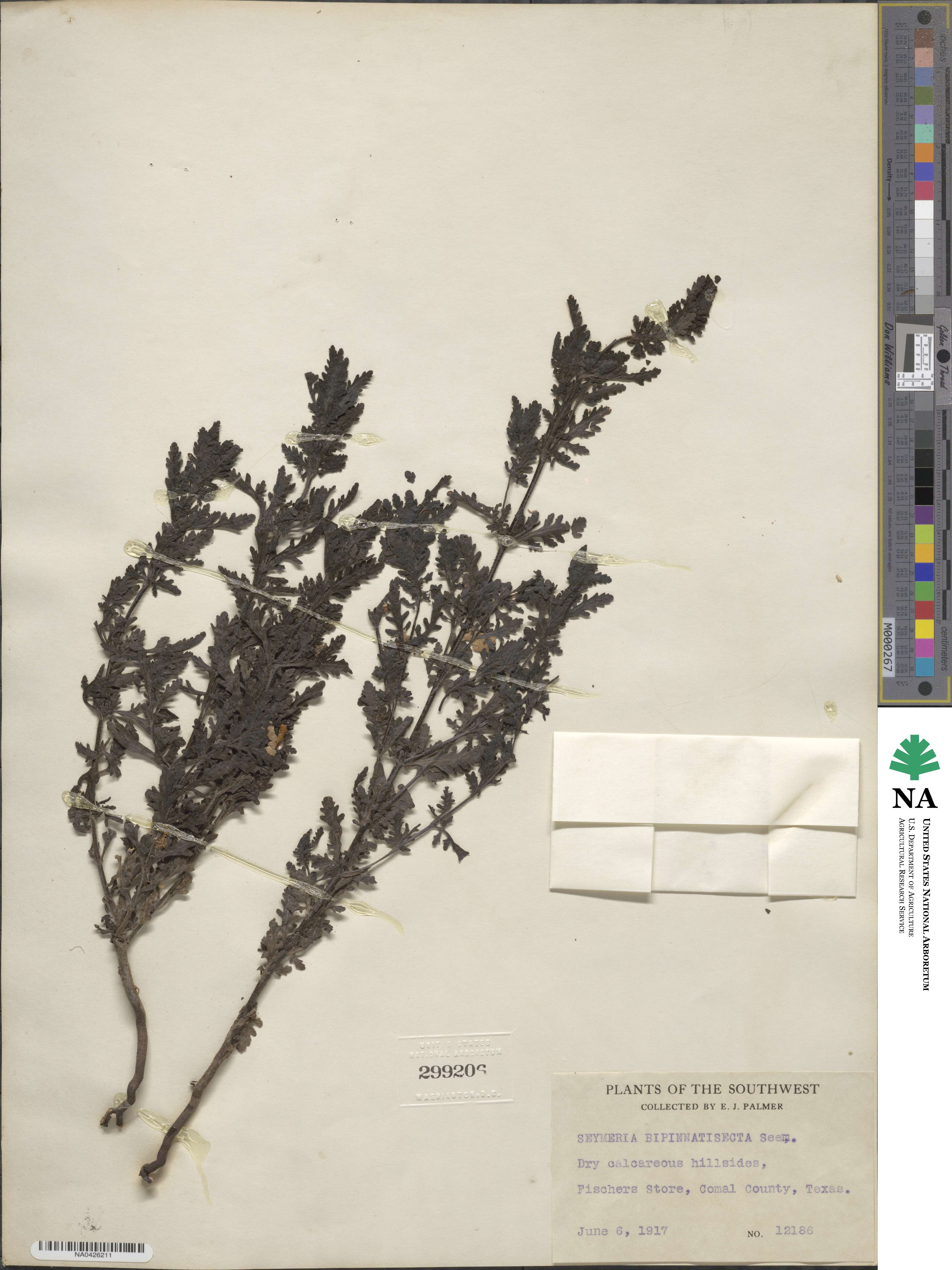 Seymeria bipinnatisecta image