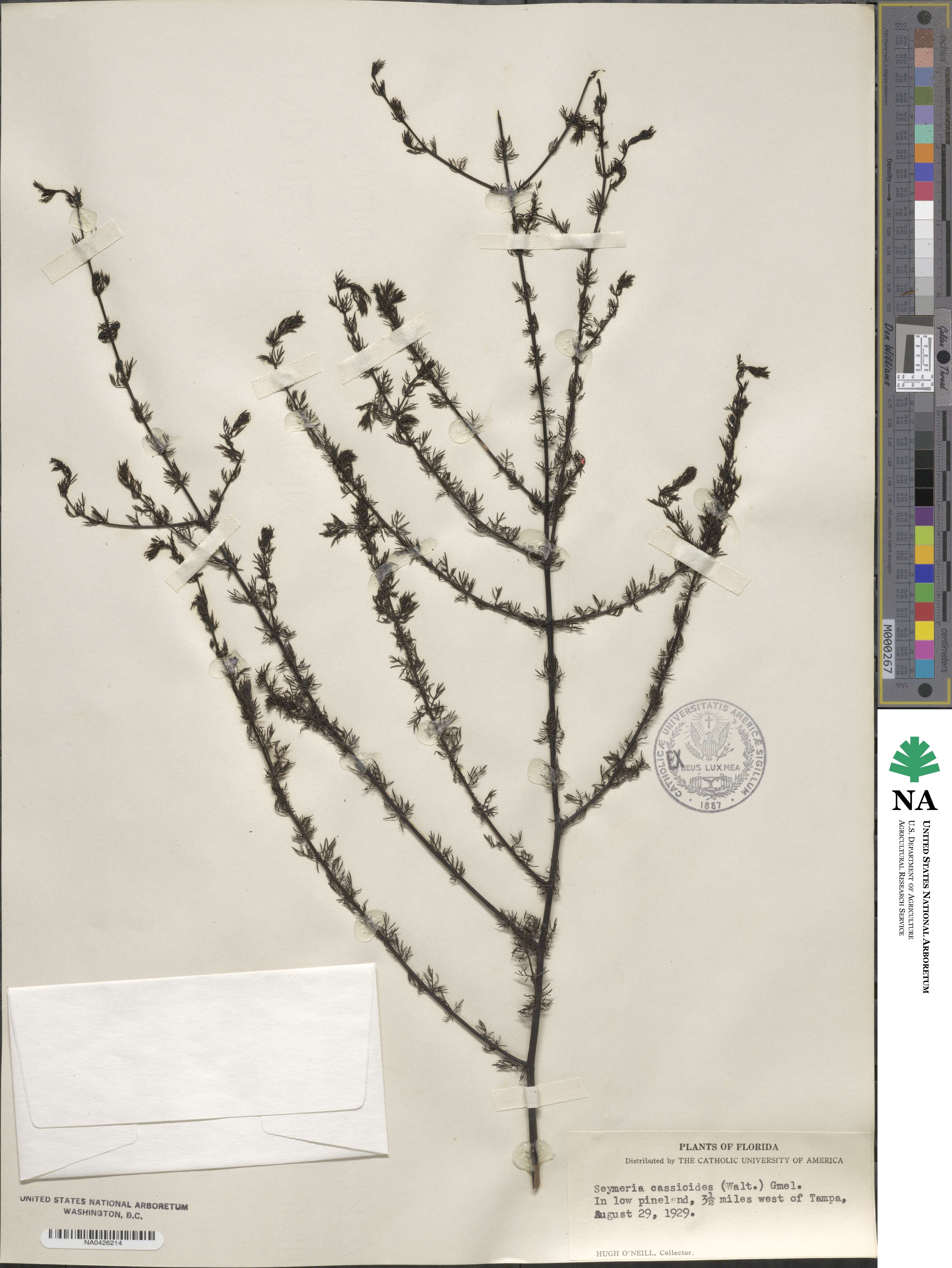 Seymeria cassioides image