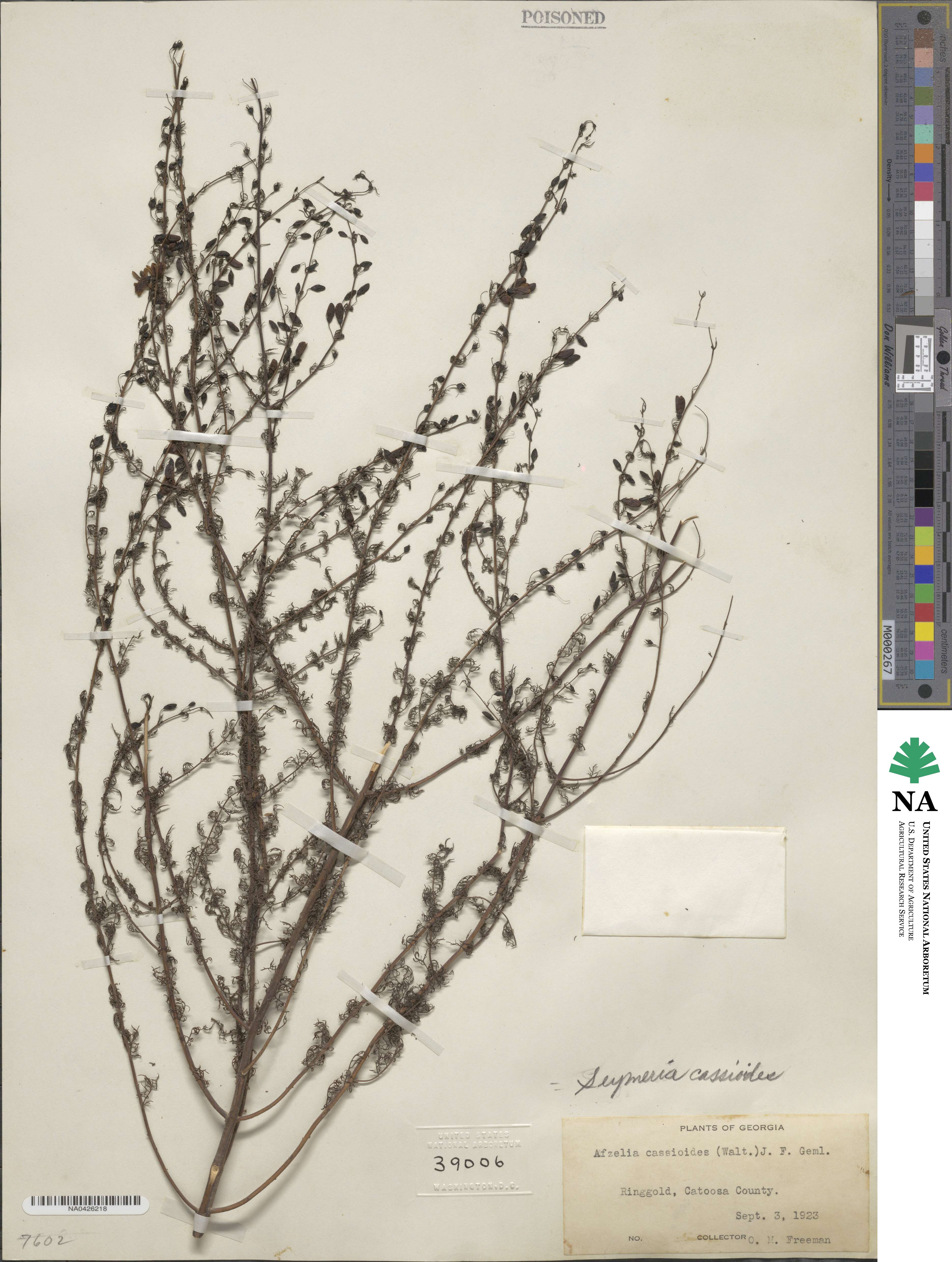 Seymeria cassioides image