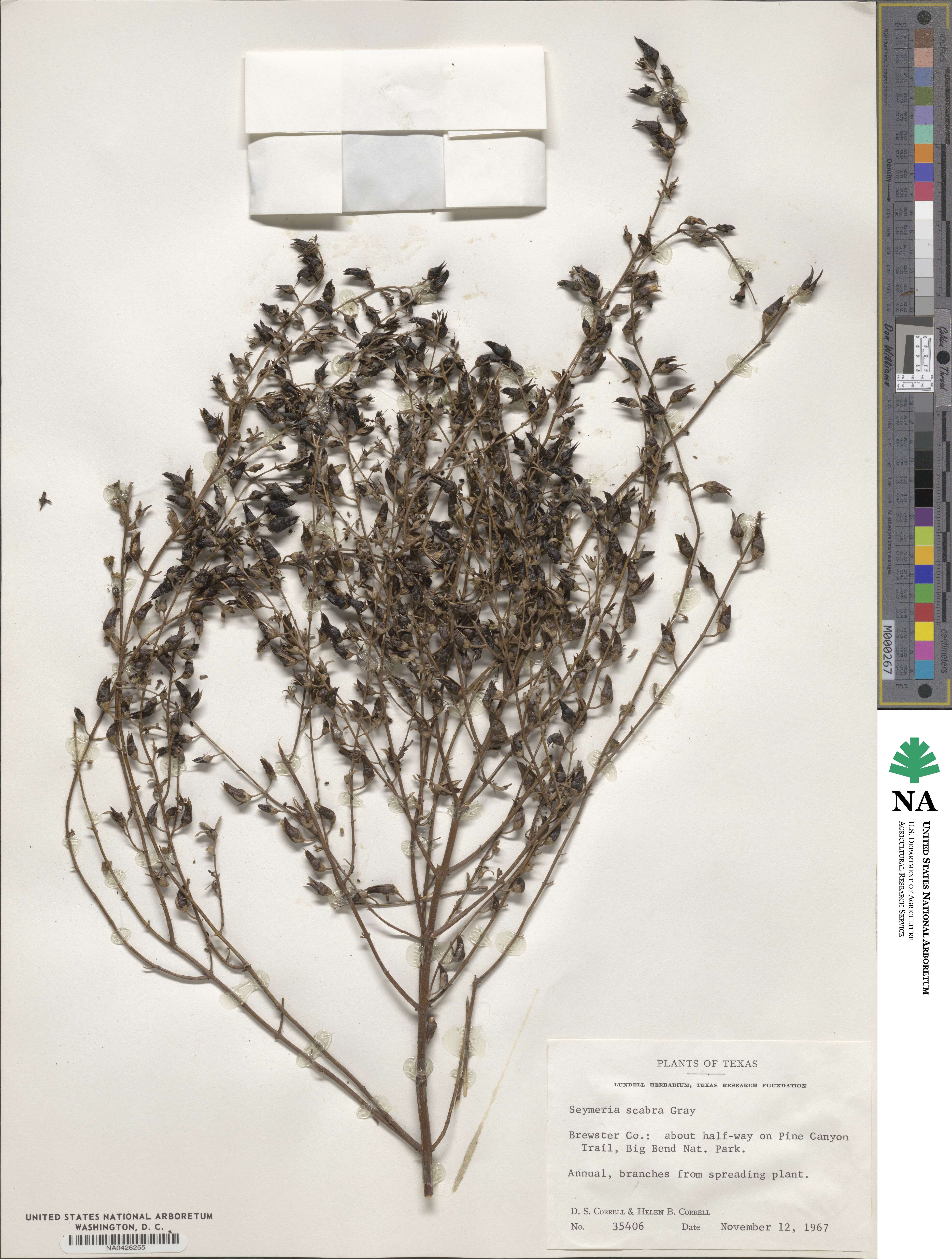 Seymeria scabra image