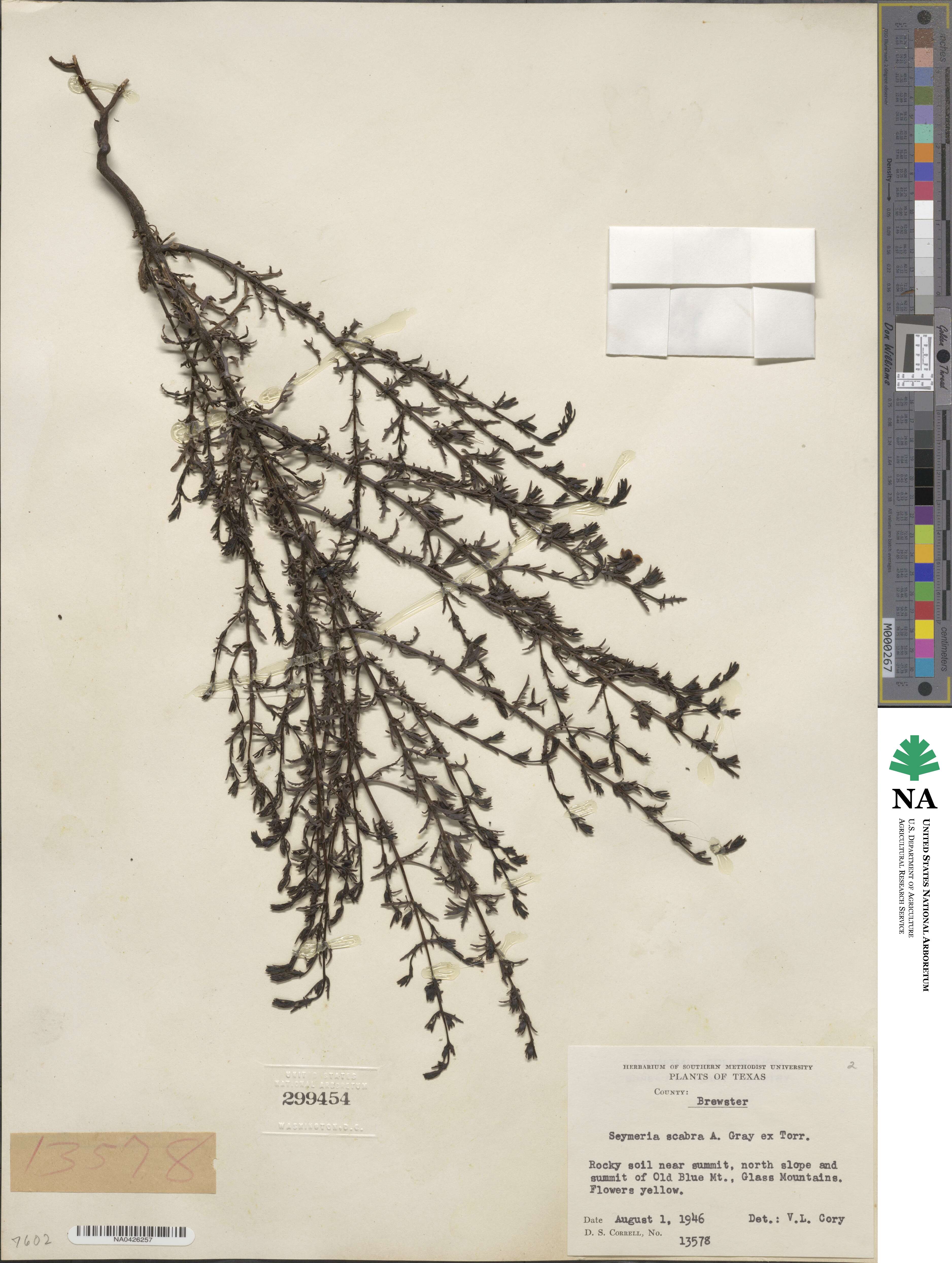 Seymeria scabra image