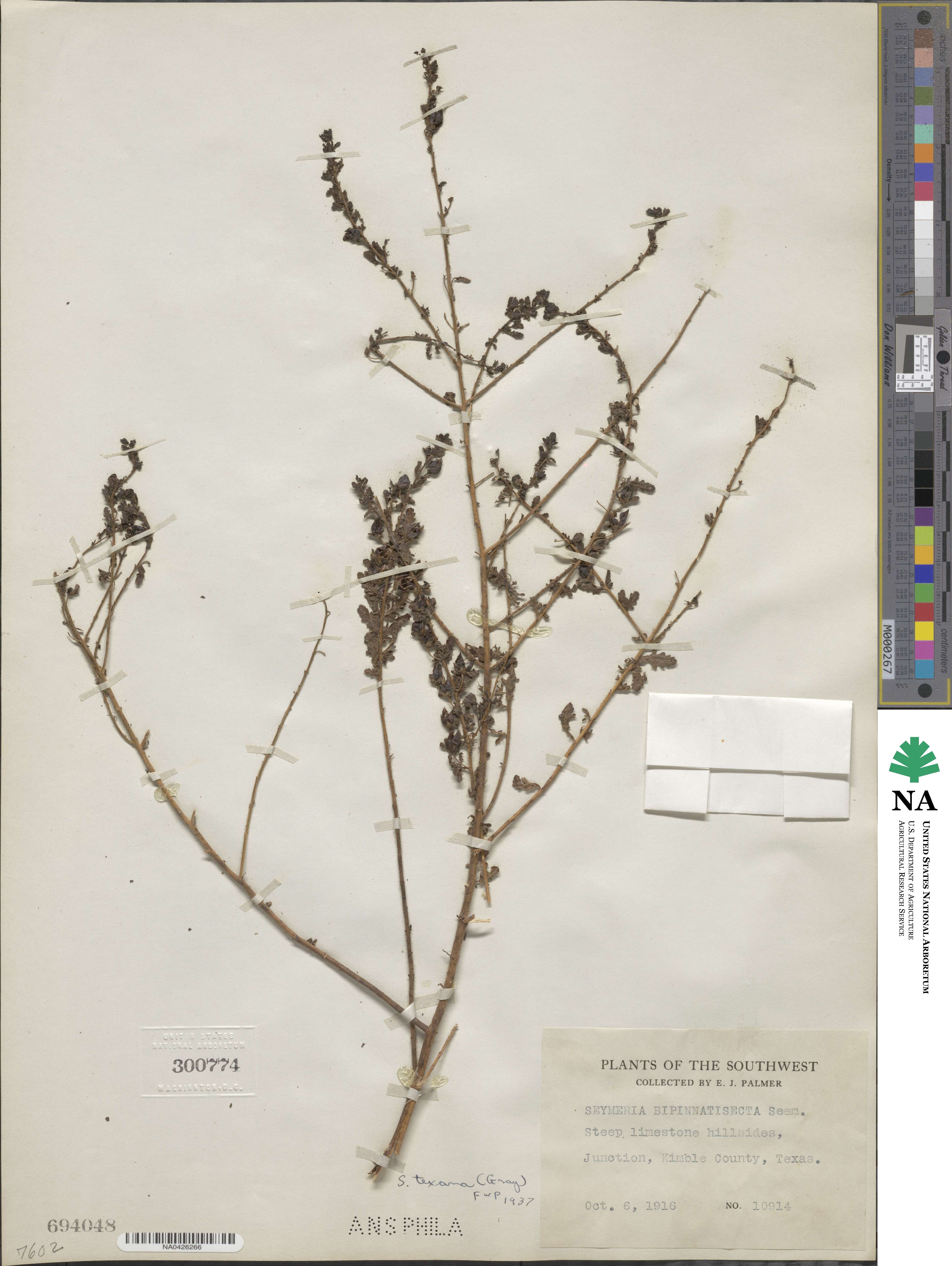 Seymeria texana image