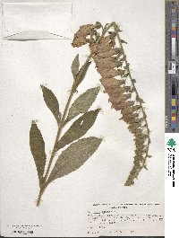 Digitalis purpurea image