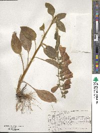 Digitalis purpurea image