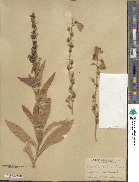 Image of Digitalis × sibirica