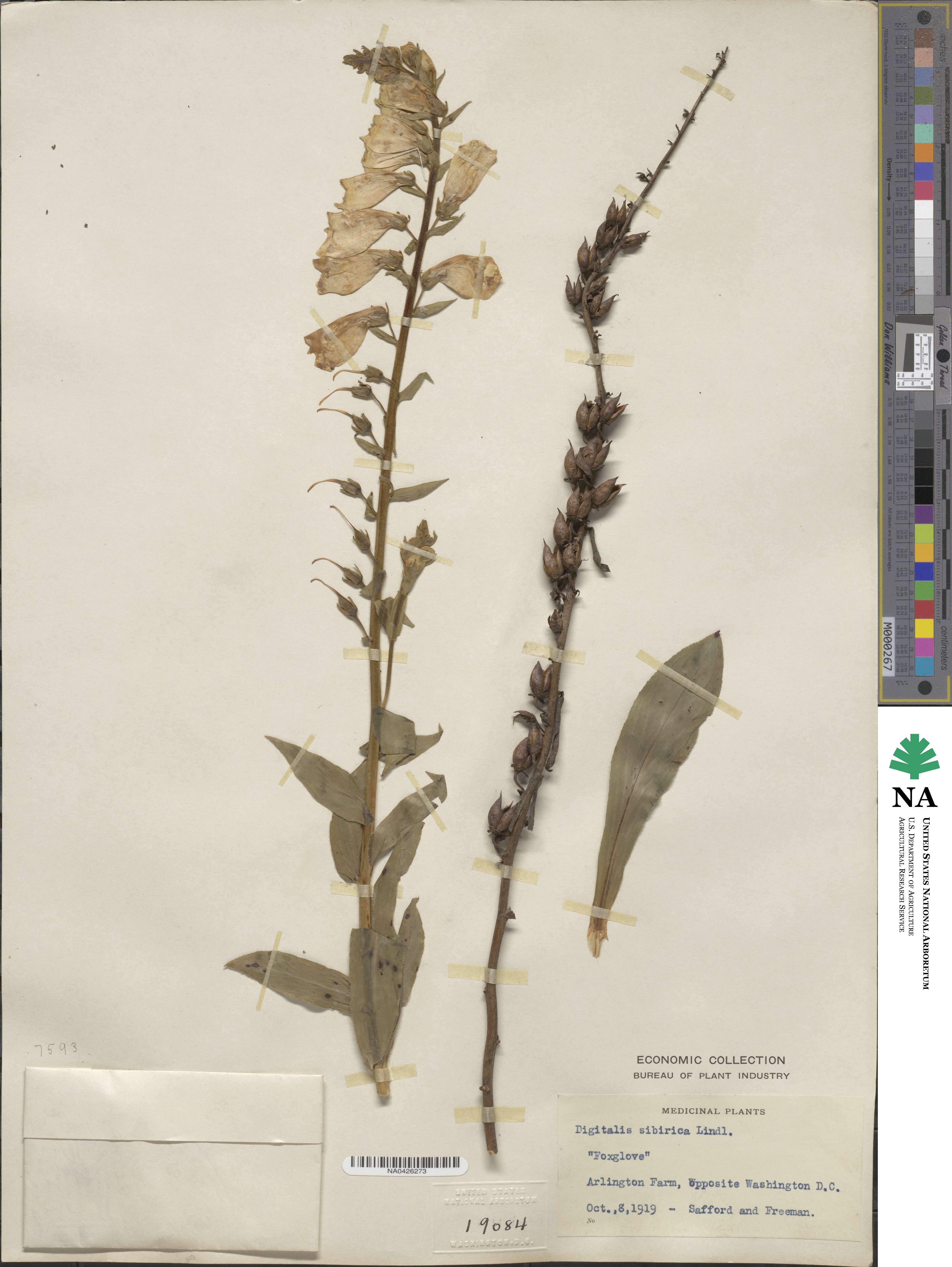 Digitalis × sibirica image