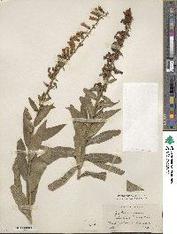 Digitalis × sibirica image