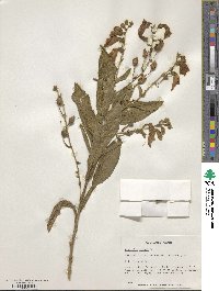 Image of Digitalis thapsi