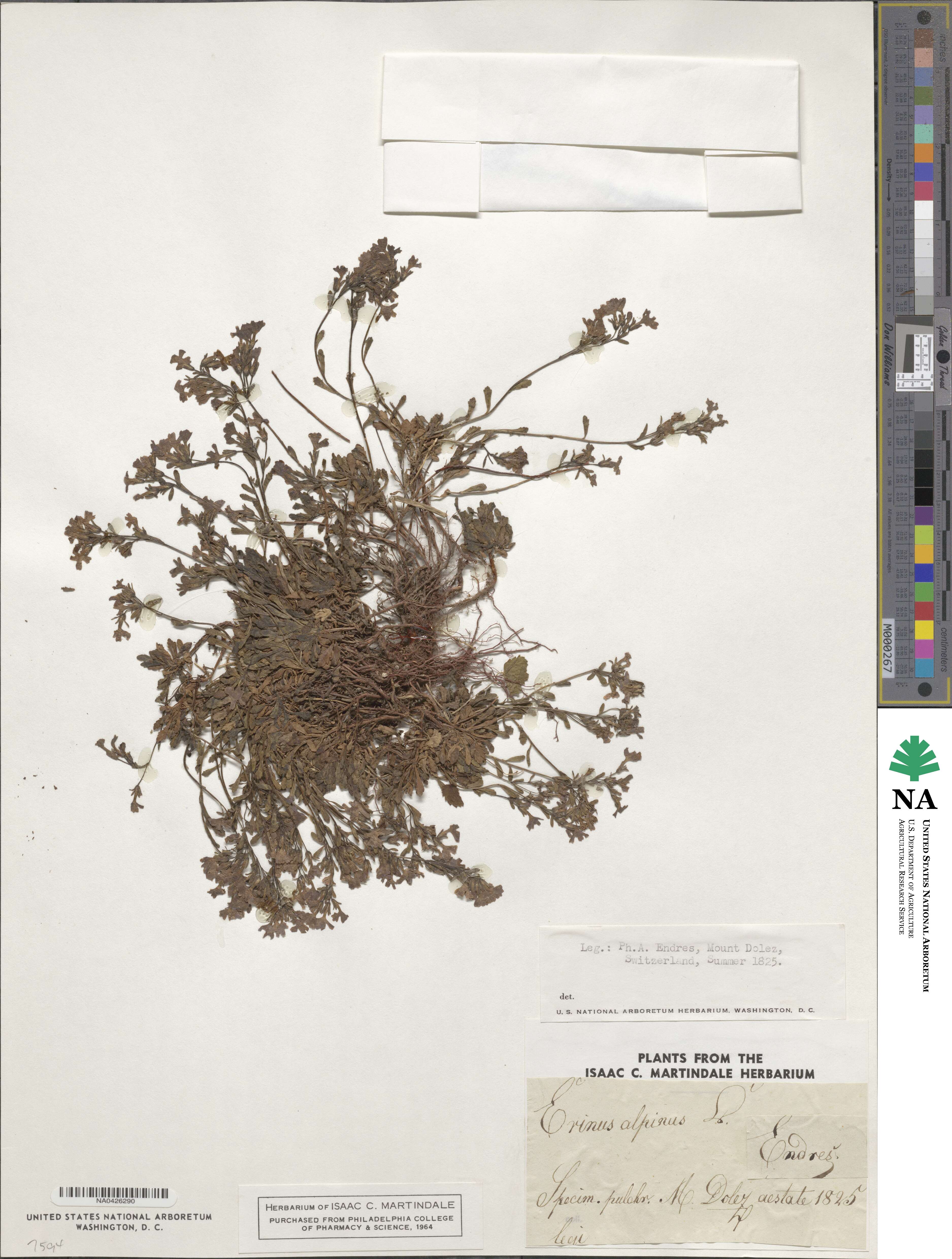 Erinus alpinus image