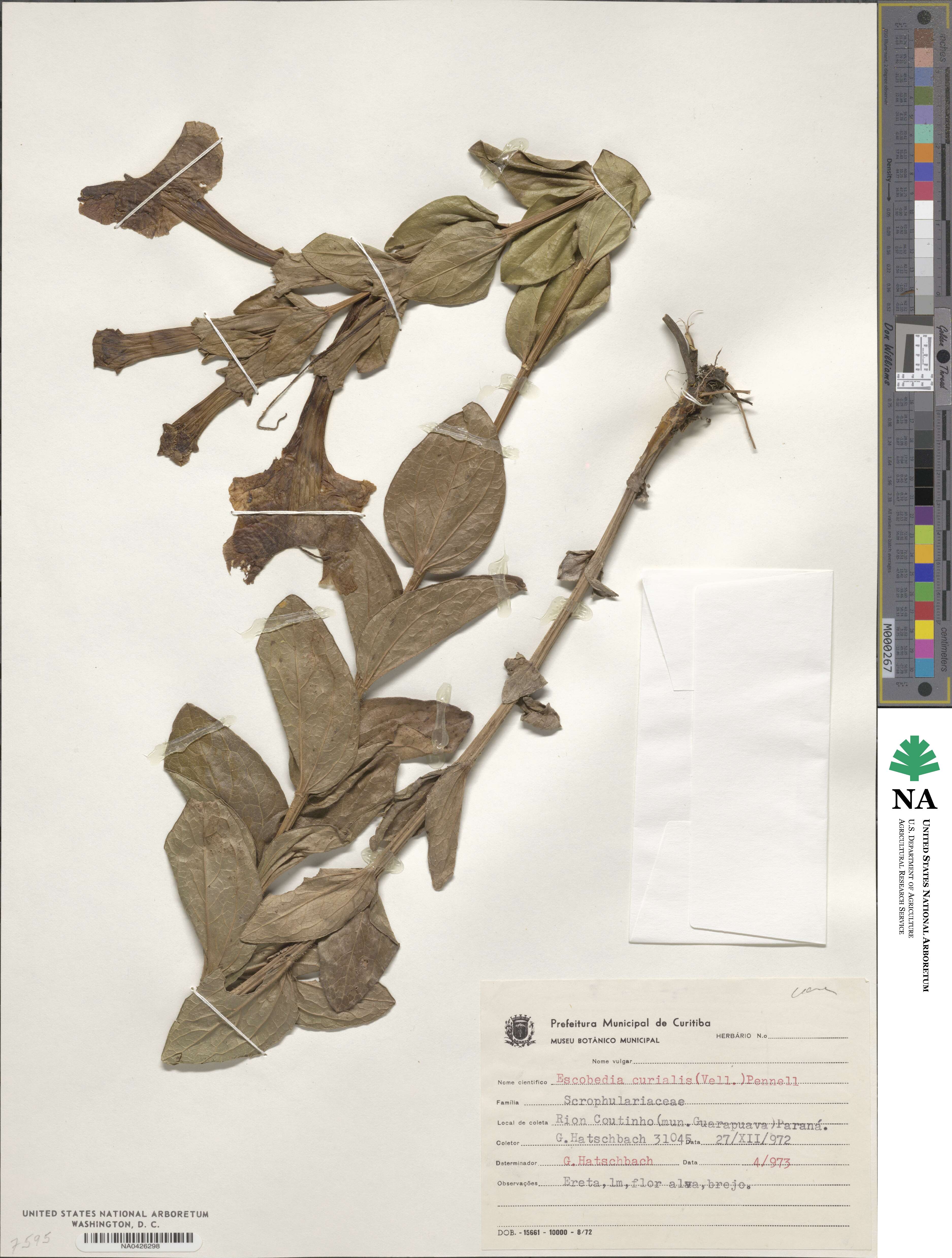 Escobedia grandiflora image