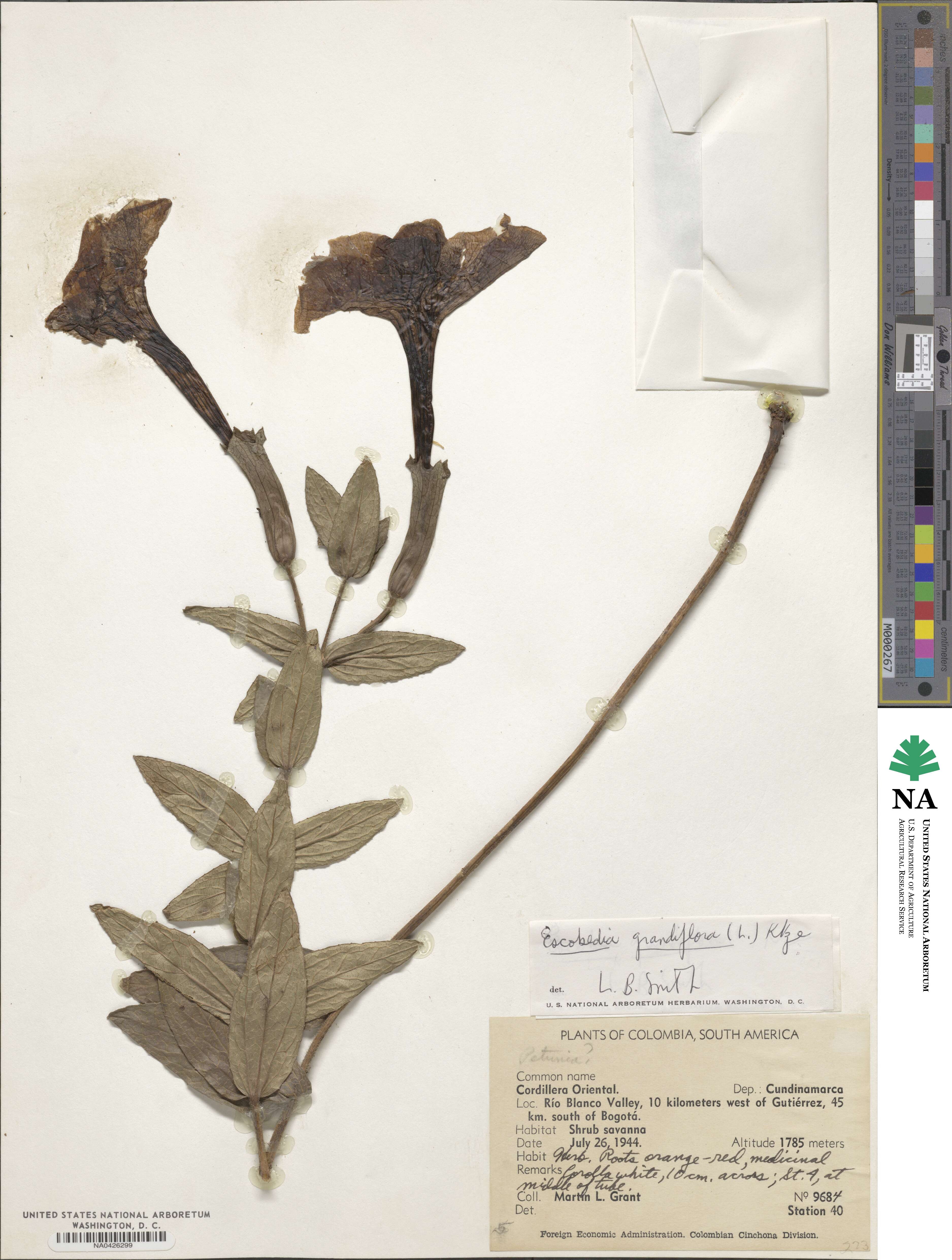 Escobedia grandiflora image