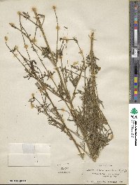 Leptorhabdos parviflora image