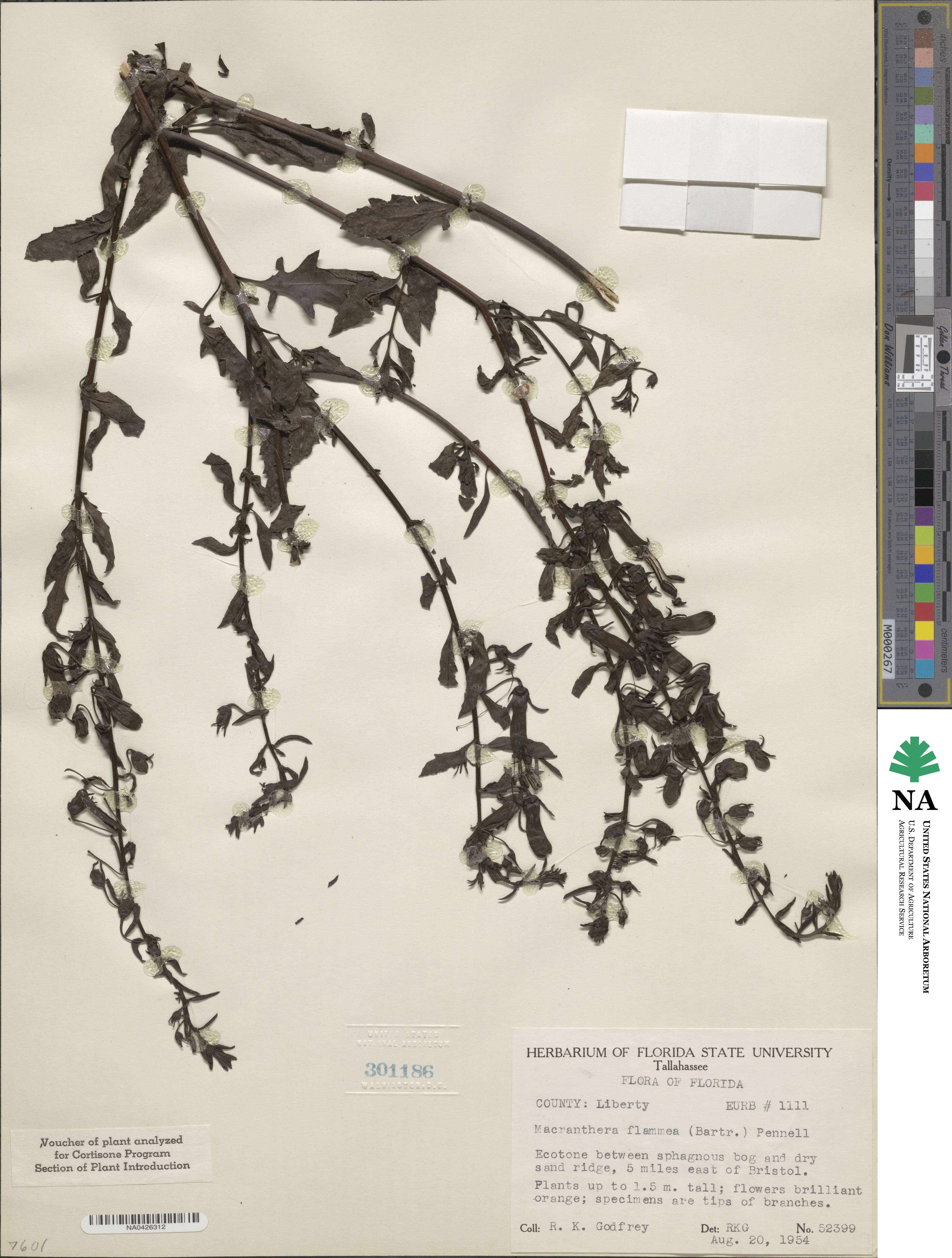 Macranthera flammea image