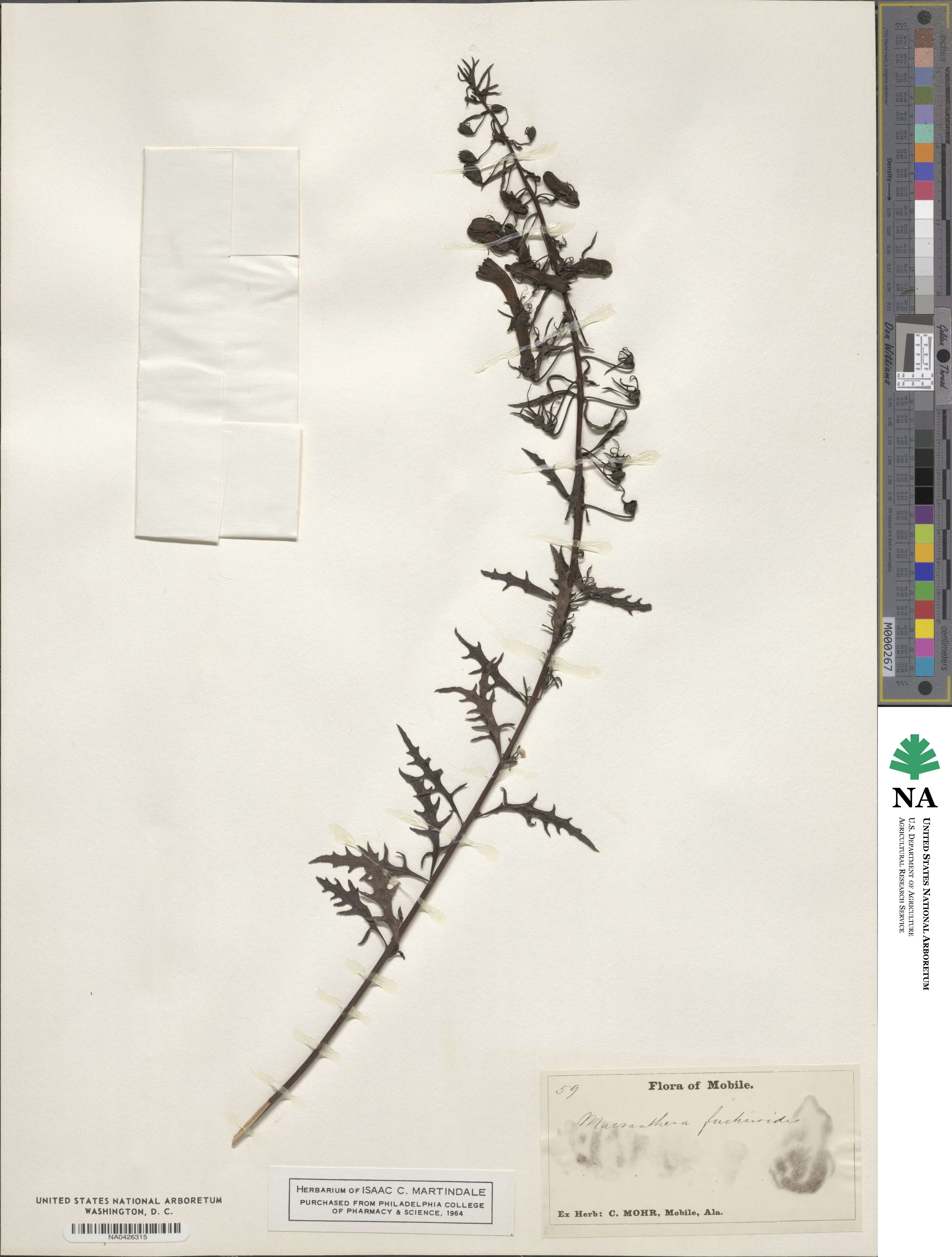Macranthera image