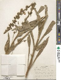 Digitalis orientalis image