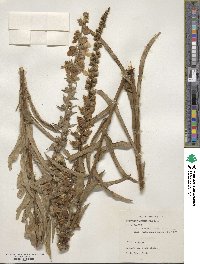 Digitalis orientalis image