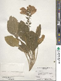 Digitalis purpurea image