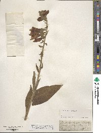 Digitalis purpurea image