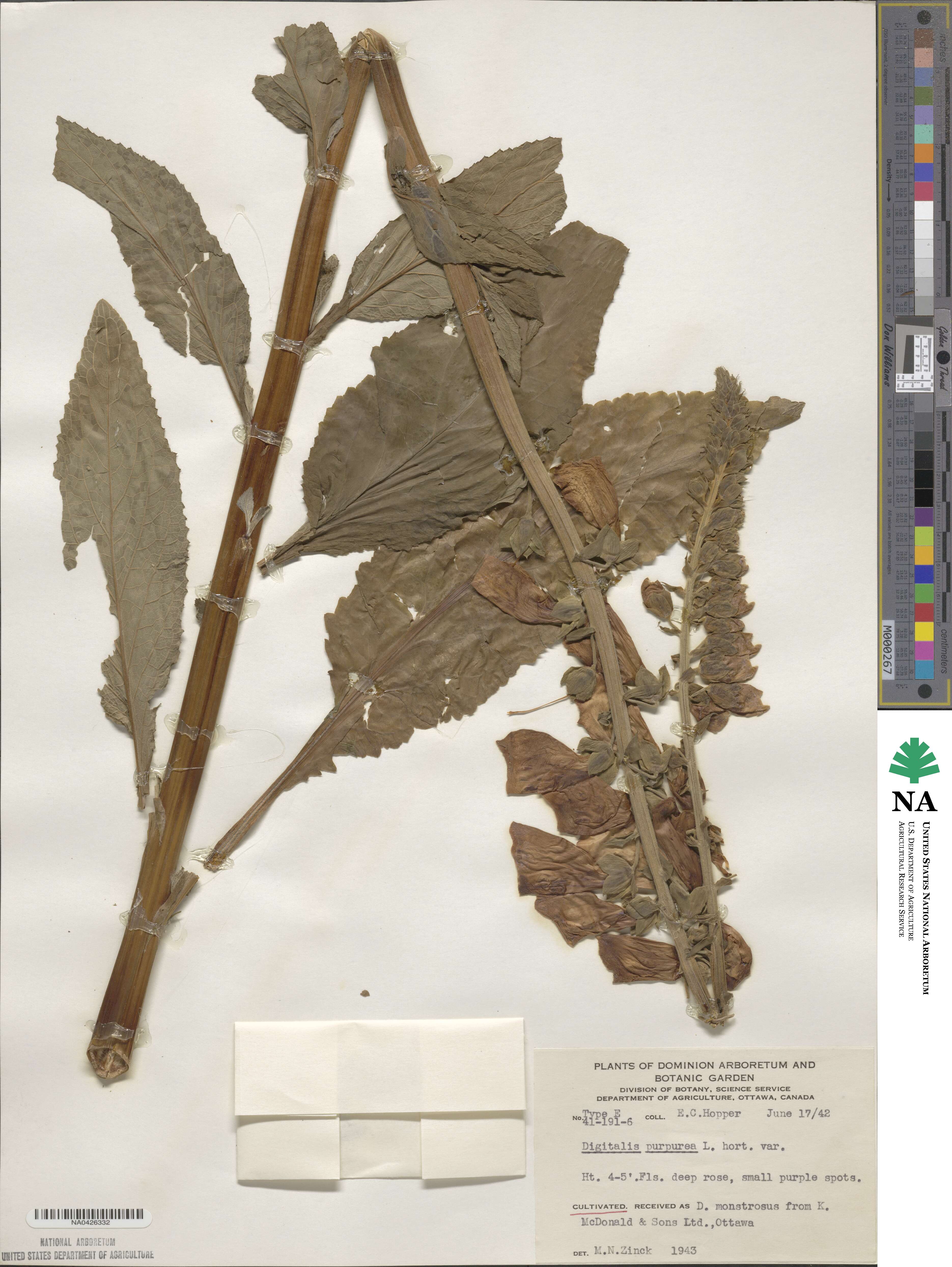 Digitalis purpurea image
