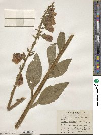 Digitalis purpurea image