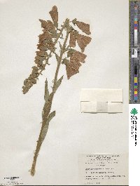 Digitalis purpurea image