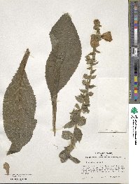 Digitalis purpurea image