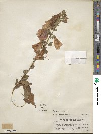 Digitalis purpurea image