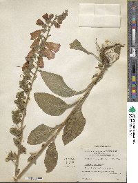 Digitalis purpurea image