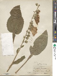 Digitalis purpurea image