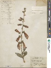 Digitalis purpurea image