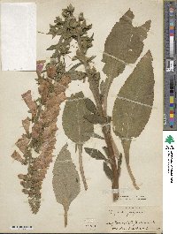 Digitalis purpurea image