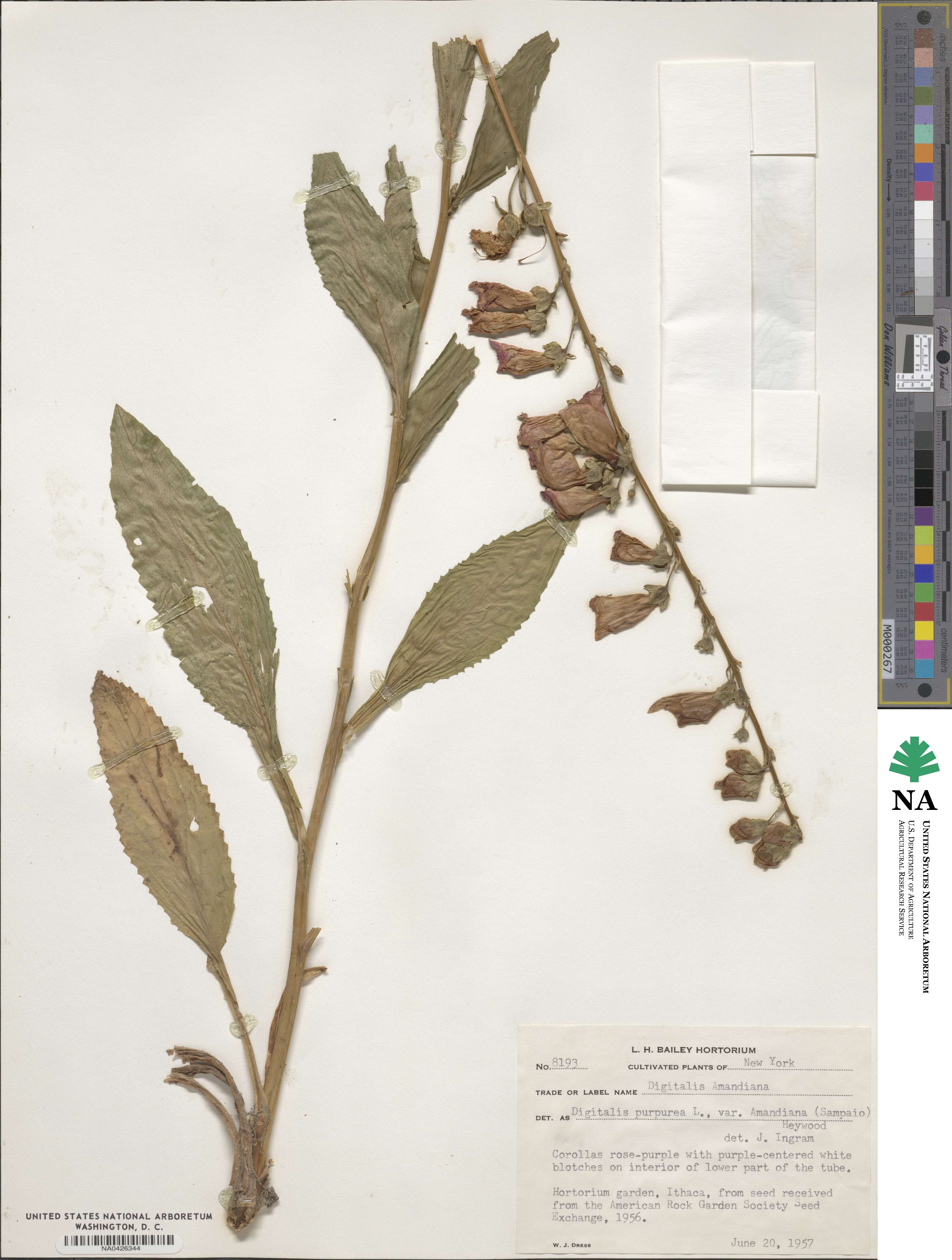 Digitalis purpurea image