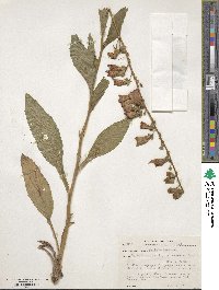 Digitalis purpurea image