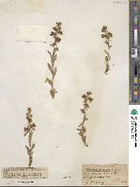 Digitalis ferruginea image