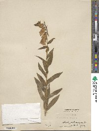 Digitalis grandiflora image