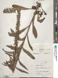 Image of Digitalis lanata