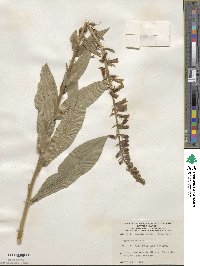 Digitalis lutea image