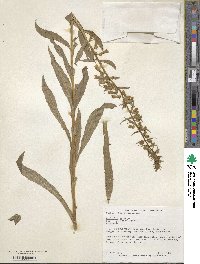 Digitalis lutea image