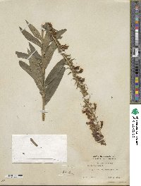 Digitalis lutea image