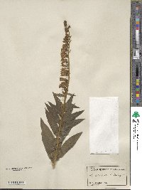 Digitalis lutea image