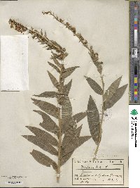 Digitalis lutea image