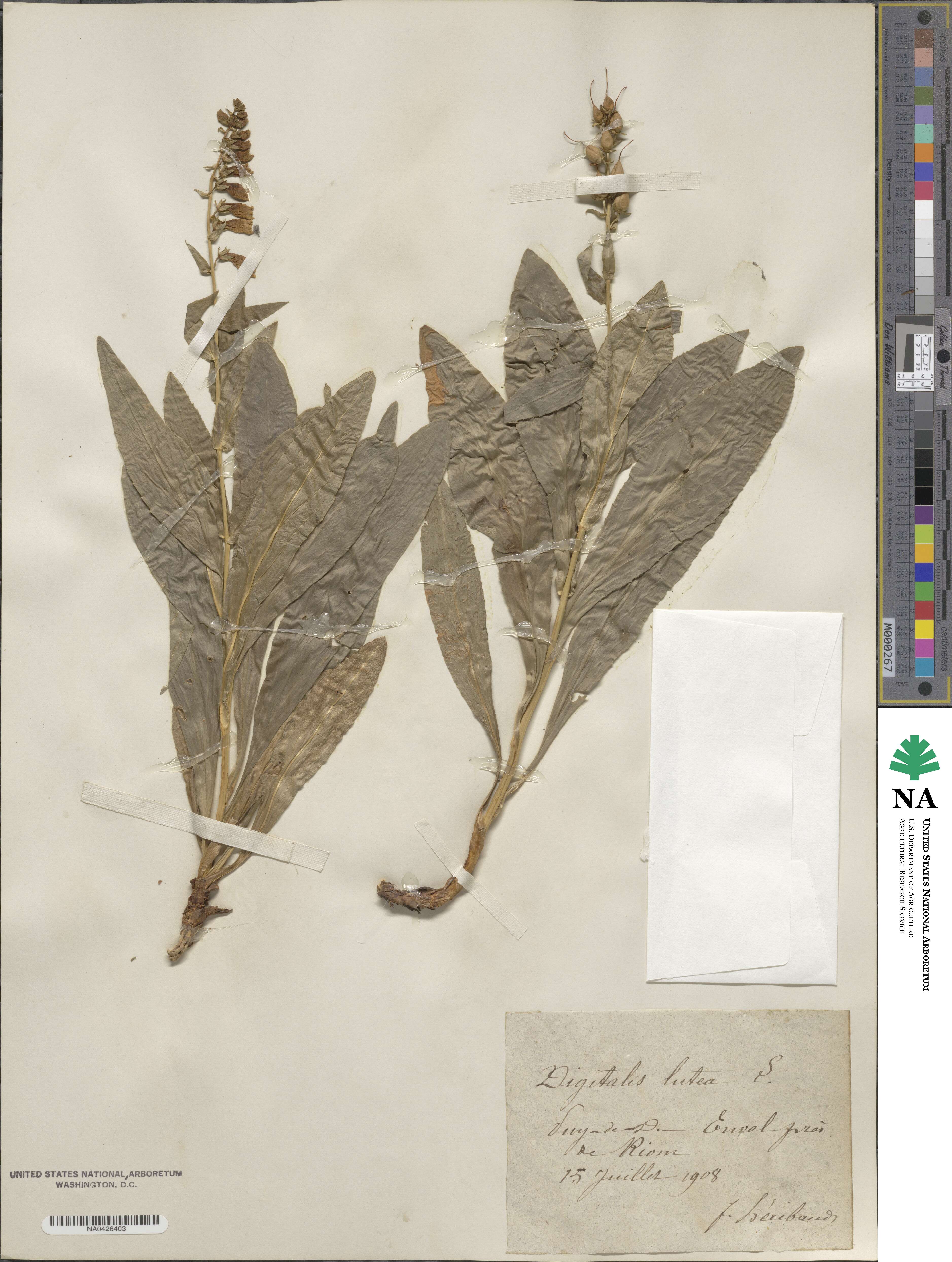 Digitalis lutea image