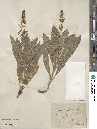 Digitalis lutea image